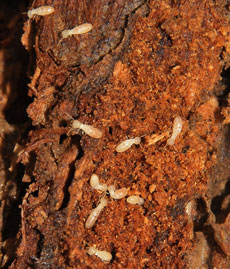 trattamenti anti termiti napoli